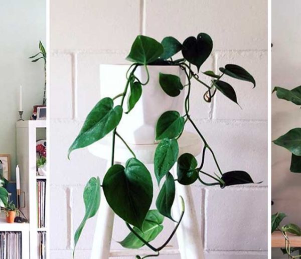 Ces 21 photos Instagram vont vous donner envie d'adopter un philodendron !