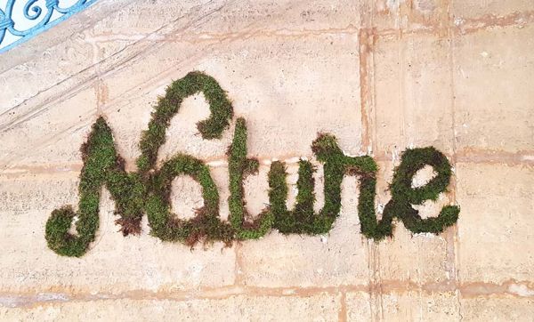 Tuto : Fabriquez un graffiti végétal pour une déco tendance et nature !