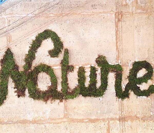 Tuto : Fabriquez un graffiti végétal pour une déco tendance et nature !