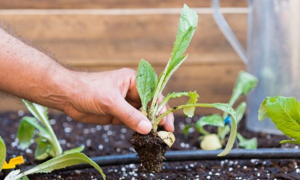 Planter, entretenir, récolter : tout ce que vous pouvez faire au potager en mars