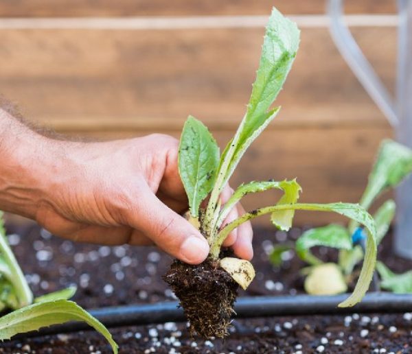 Planter, entretenir, récolter : tout ce que vous pouvez faire au potager en mars