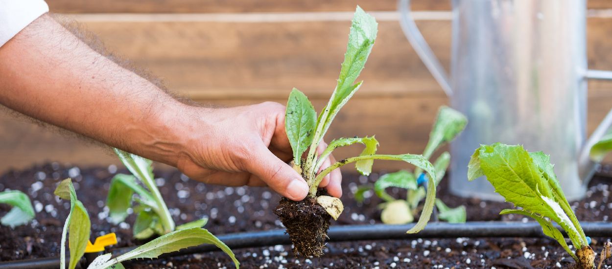 Planter, entretenir, récolter : tout ce que vous pouvez faire au potager en mars
