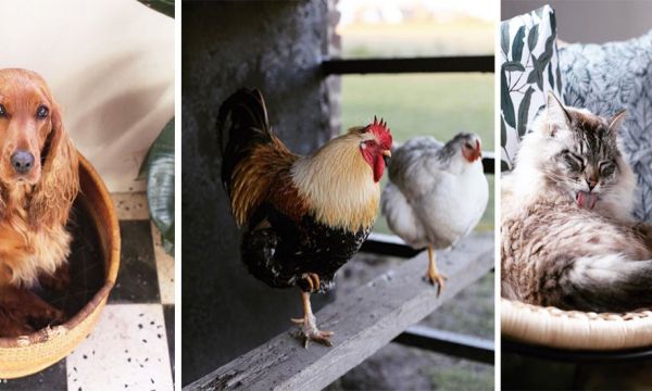 9 idées d'aménagement à piquer dans l'incroyable maison de cette amoureuse des animaux