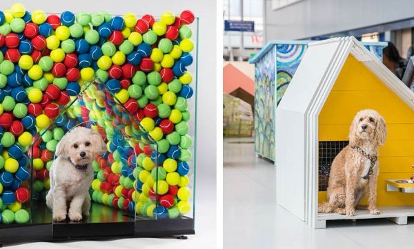 Ces associations mettent aux enchères des niches pour chiens surprenantes pour soutenir la cause animale