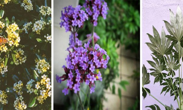 Quelles plantes choisir pour avoir une belle terrasse toute l'année ?