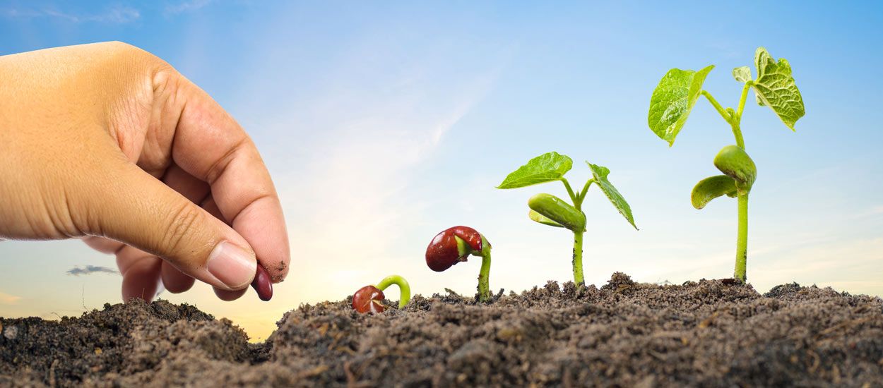 Une bonne camomille et quelques caresses, la solution miracle pour faire pousser vos plantes ?