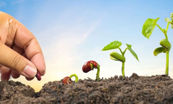 Une bonne camomille et quelques caresses, la solution miracle pour faire pousser vos plantes ?
