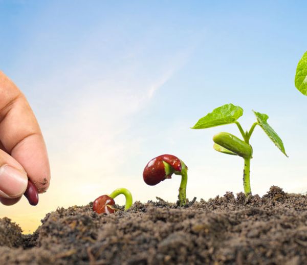 Une bonne camomille et quelques caresses, la solution miracle pour faire pousser vos plantes ?