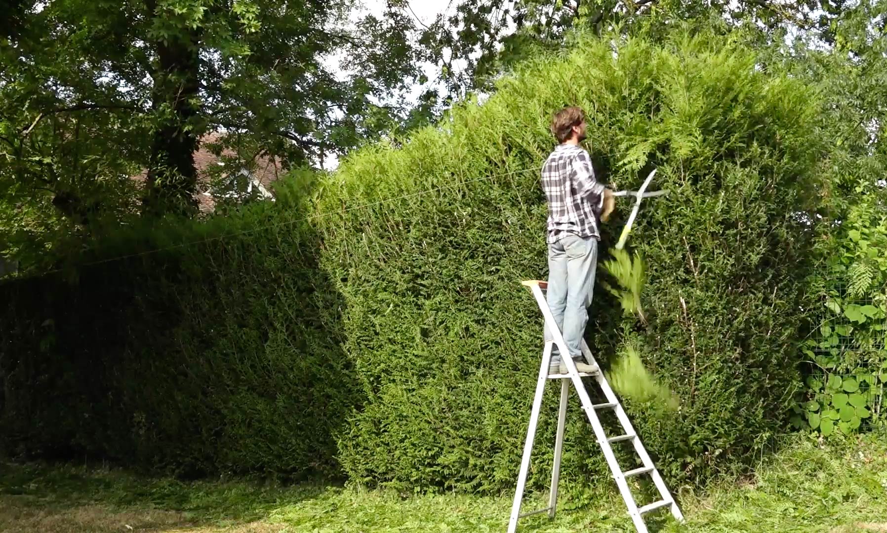 Tailler facilement votre haie grâce à ces 6 étapes faciles Jardinage