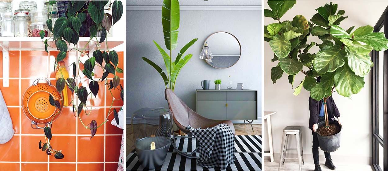 10 plantes XXL à adopter d'urgence pour verdir votre intérieur