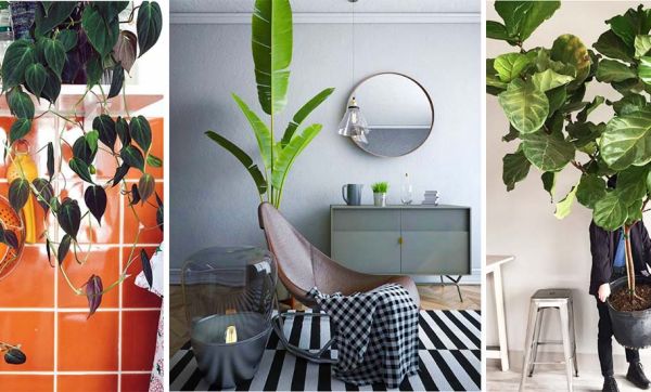 10 plantes XXL à adopter d'urgence pour verdir votre intérieur