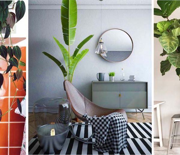 10 plantes XXL à adopter d'urgence pour verdir votre intérieur