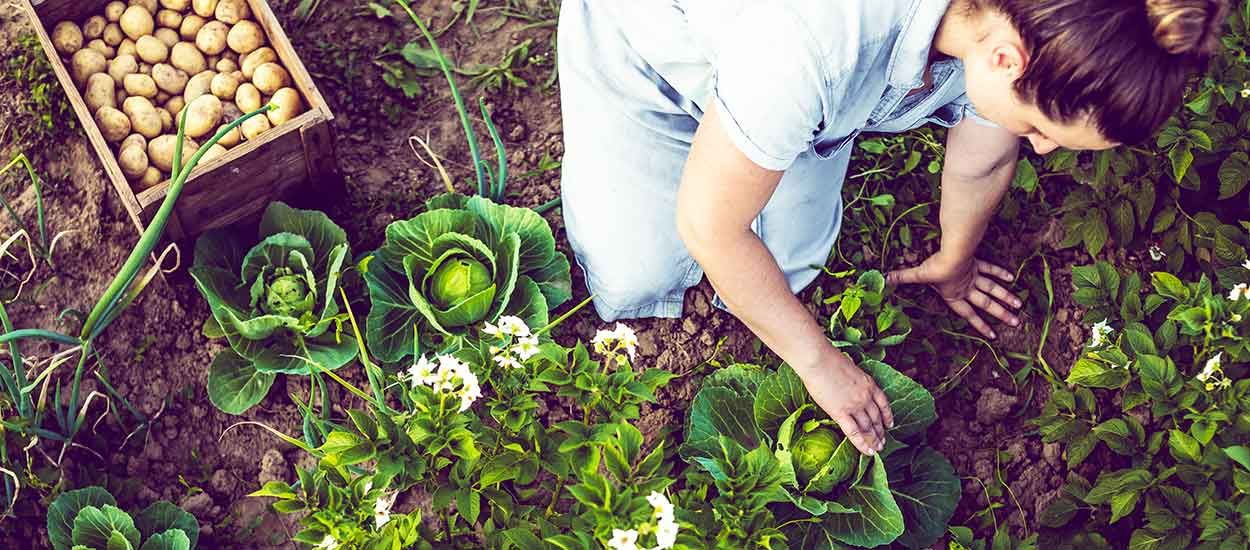 Les fongicides du jardin naturel