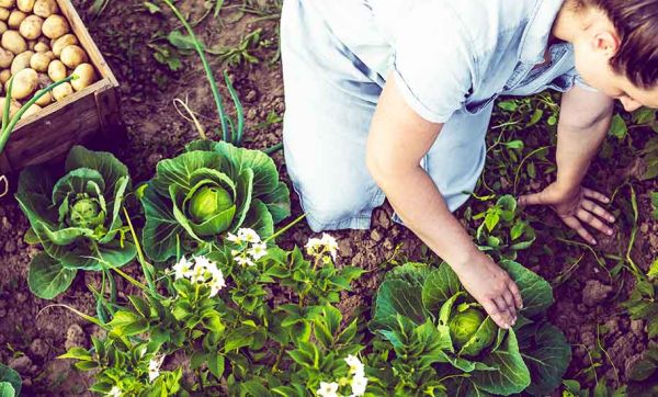 Fongicides naturels : Recettes écolos pour protéger vos fleurs et légumes des champignons