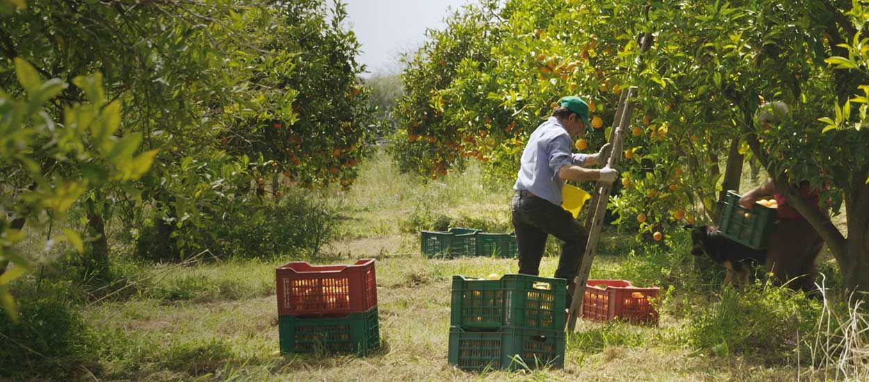 Agriculteurs, artisans, architectes : ils résistent pour sauver leur campagne