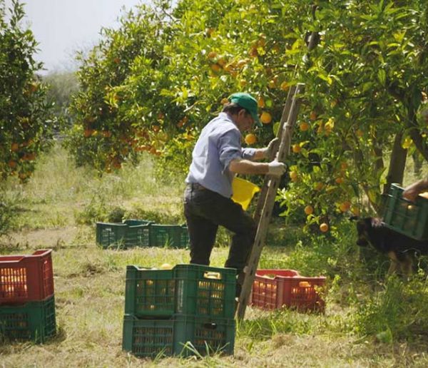 Agriculteurs, artisans, architectes : ils résistent pour sauver leur campagne