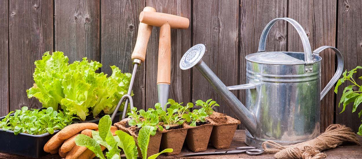 Que semer, planter et récolter au jardin en mai ?