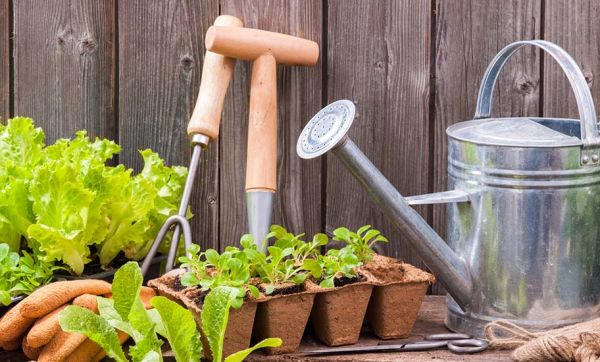 Calendrier du potager : que planter et semer au mois de mai ?