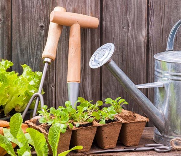 Calendrier du potager : que planter et semer au mois de mai ?