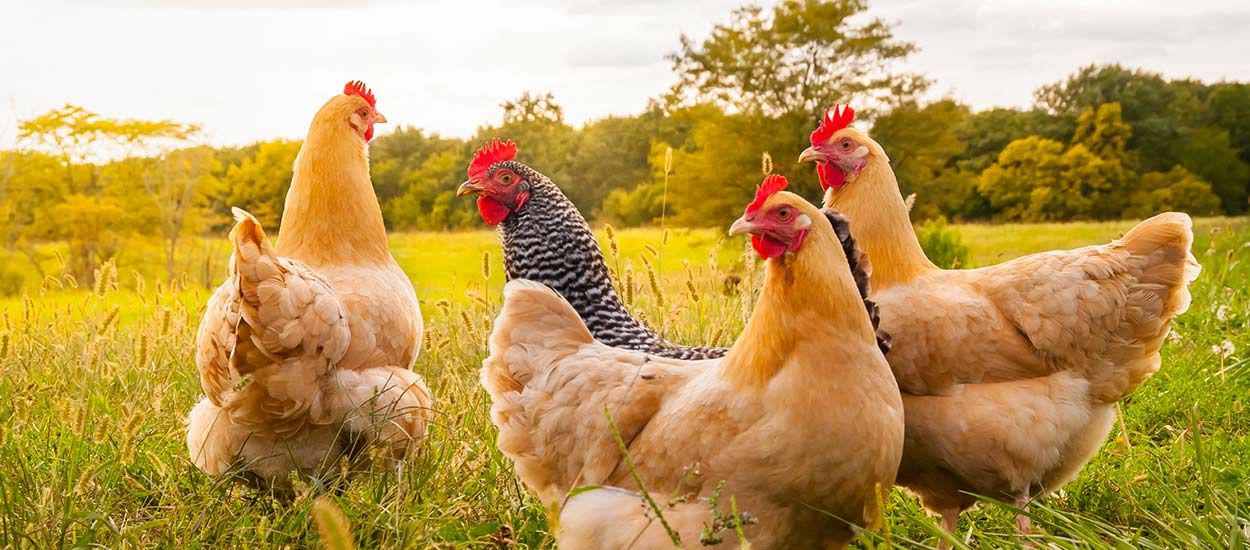 Une armée de poulets déployée en Chine pour utiliser moins d'insecticides