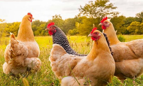 Une armée de poulets déployée en Chine pour utiliser moins d'insecticides