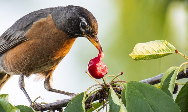 8 solutions efficaces (mais sympas) pour éloigner les oiseaux de votre cerisier