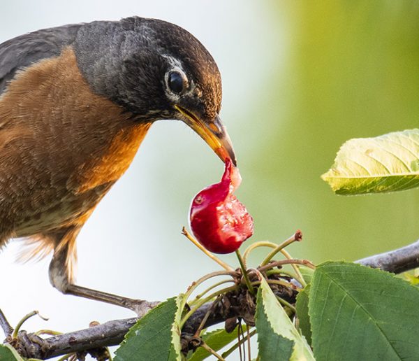 8 solutions efficaces (mais sympas) pour éloigner les oiseaux de votre cerisier