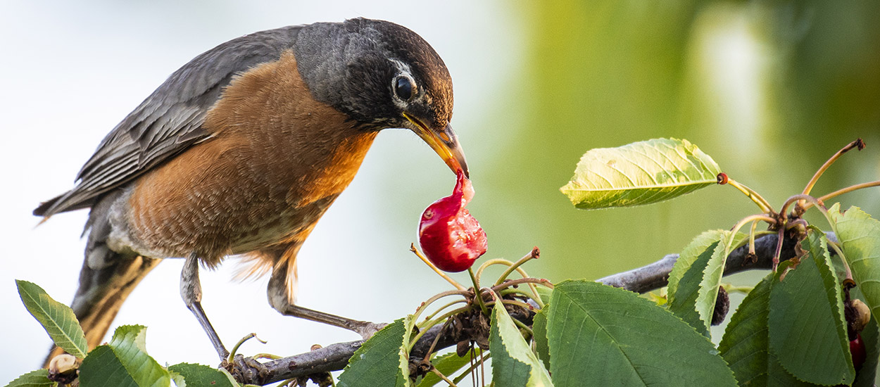 8 solutions efficaces (mais sympas) pour éloigner les oiseaux de votre cerisier