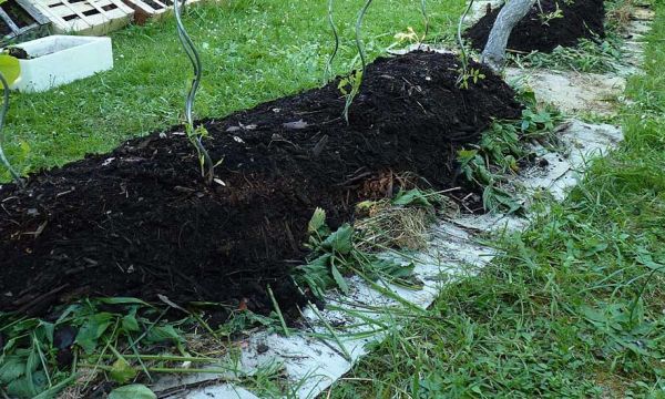Comment fabriquer un potager en lasagne avec des déchets végétaux ?