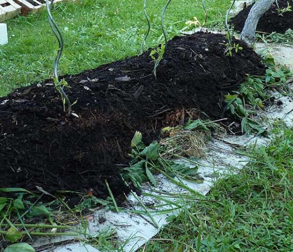 Permaculture : marche à suivre pour créer un potager en lasagnes chez vous