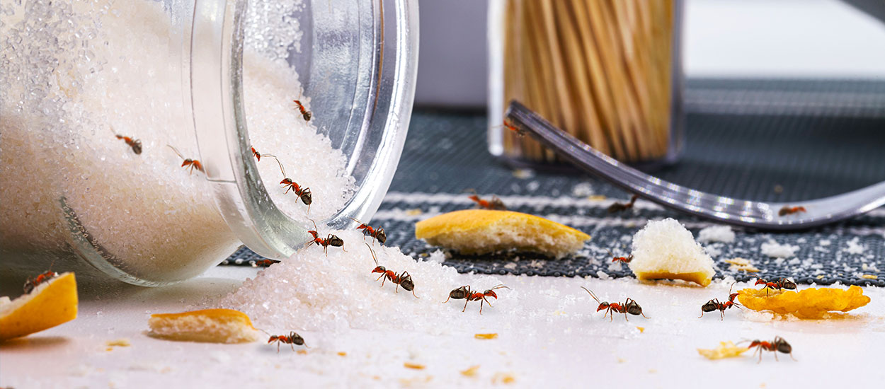 12 méthodes naturelles pour vous débarrasser des fourmis sans les tuer