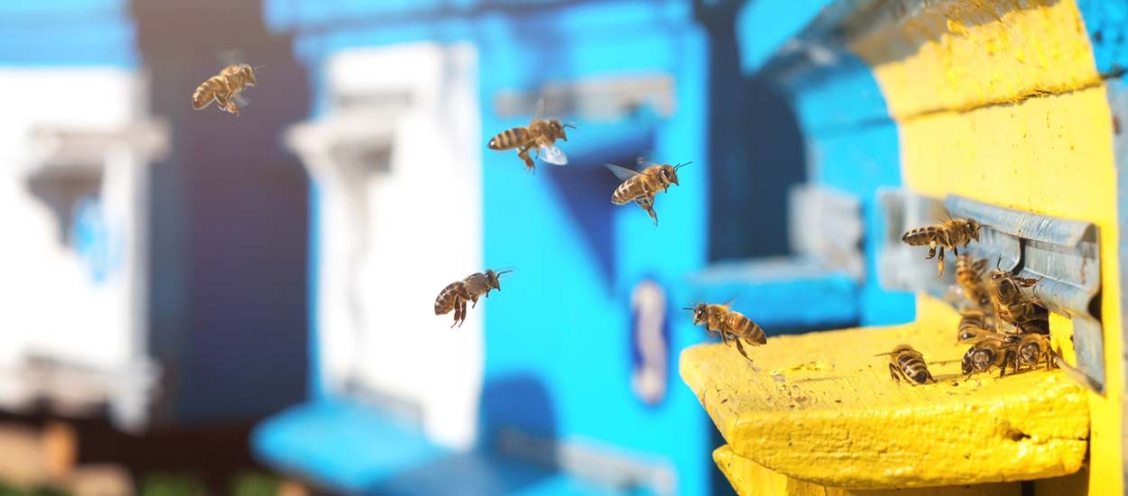 Hostabee connecte les ruches pour sauver les abeilles