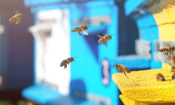 7 conseils pour installer une ruche dans son jardin