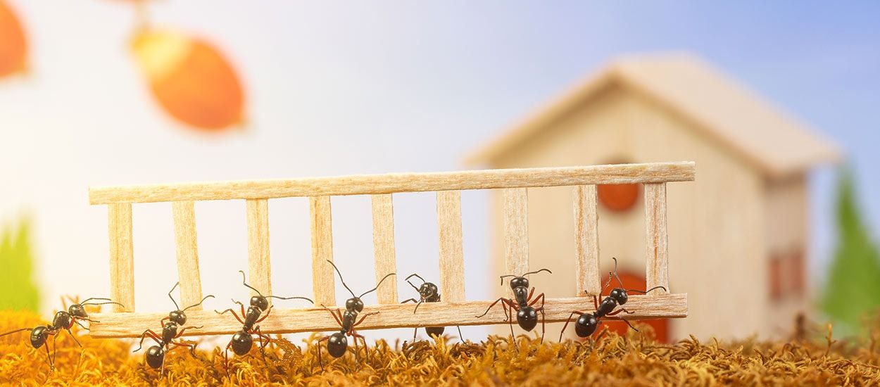 11 méthodes naturelles pour vous débarrasser des fourmis sans les tuer