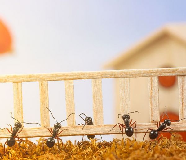 Comment Se Debarrasser Des Fourmis Sans Insecticide 12 Solutions Comment Se Debarrasser Des Fourmis Sans Insecticide 12 Solutions