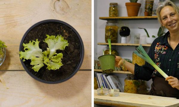 Tuto : Faites pousser vos légumes à l'infini