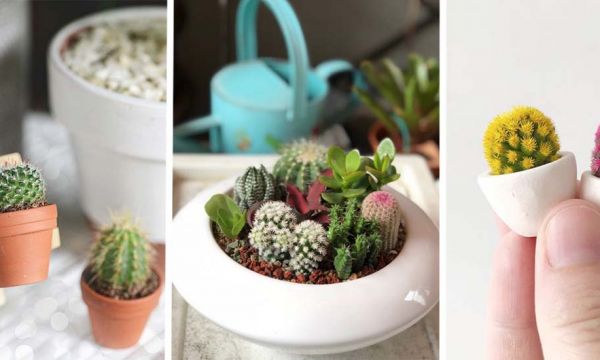 20 photos de mini-cactus pour adopter la nouvelle micro-tendance qui pique