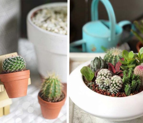 20 photos de mini-cactus pour adopter la nouvelle micro-tendance qui pique