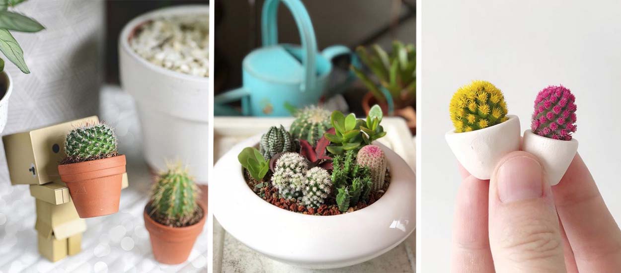 Tendance mini-plantes : les petits cactus sont partout dans la déco