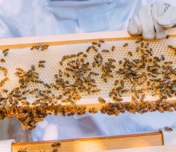 Des Français créent un boîtier connecté pour sauver les abeilles de l'extinction