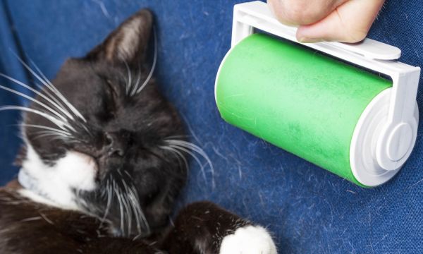 Débarrassez-vous des poils d'animaux à la maison grâce à 10 astuces imparables