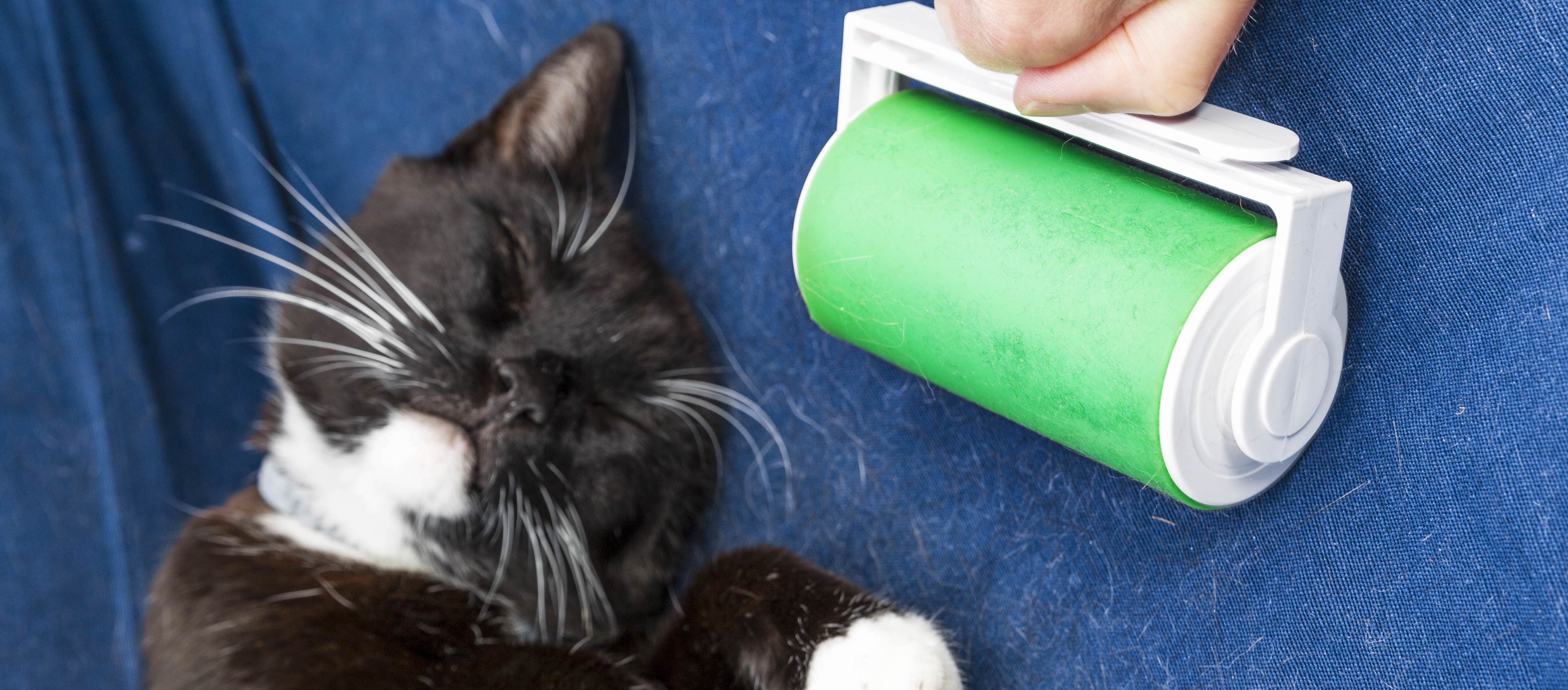 10 solutions pour enlever les poils de chien et de chat à la maison