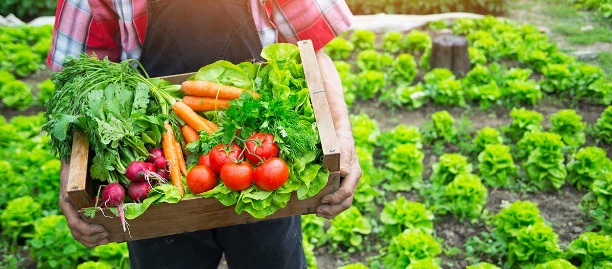 Jardiner au potager en juin : quels fruits et légumes semer et planter