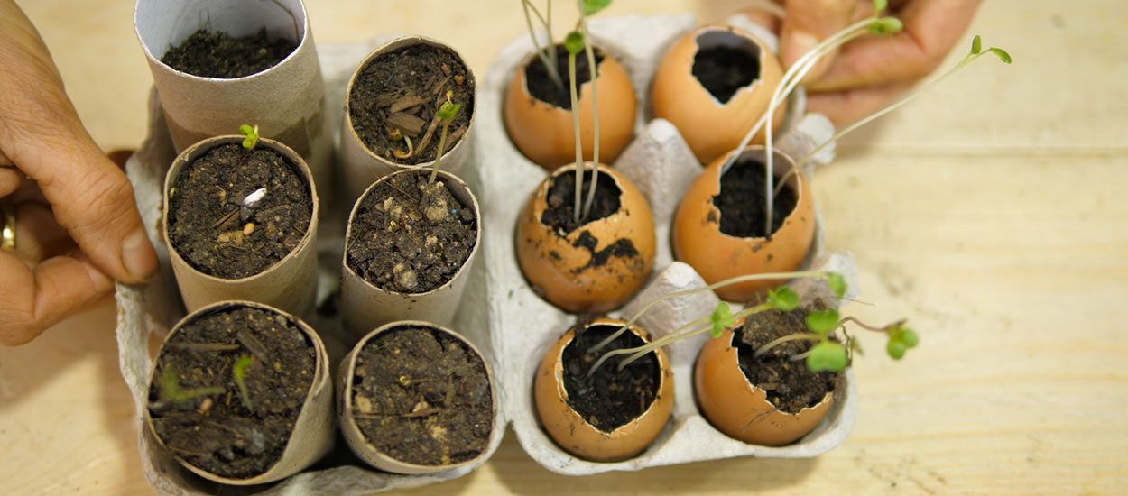 Tuto : Faites vos semis dans des rouleaux de papier toilette et des coquilles d'œufs