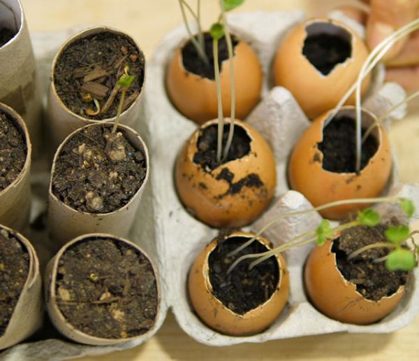 Faire des semis en utilisant des coquilles d'œufs comme godet