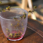 Des guêpes attirées par un verre de sirop sur une table en terrasse
