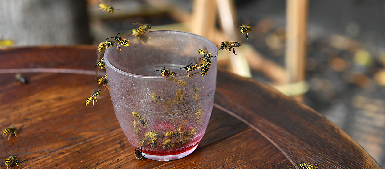 7 conseils pour éloigner naturellement les guêpes à table !
