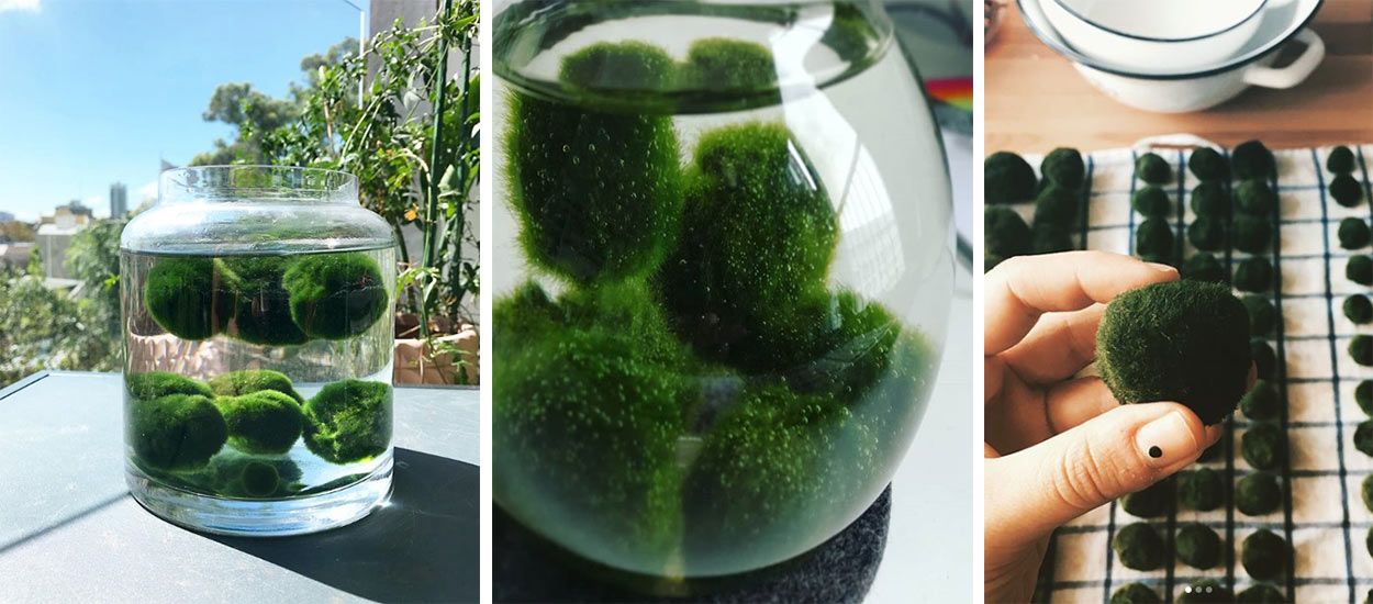 Cette adorable plante de compagnie aquatique s'appelle le Marimo et nous vient du Japon !