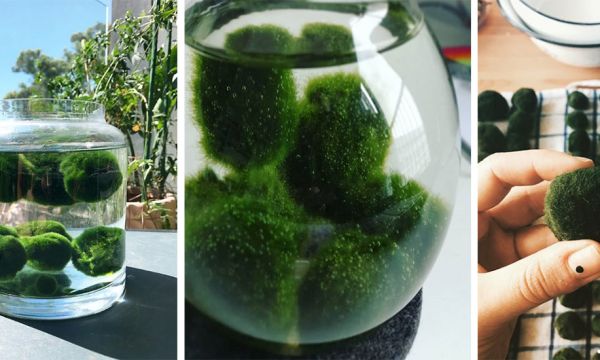 Cette adorable plante de compagnie aquatique s'appelle le Marimo et nous vient du Japon !