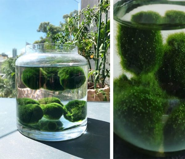 Cette adorable plante de compagnie aquatique s'appelle le Marimo et nous vient du Japon !